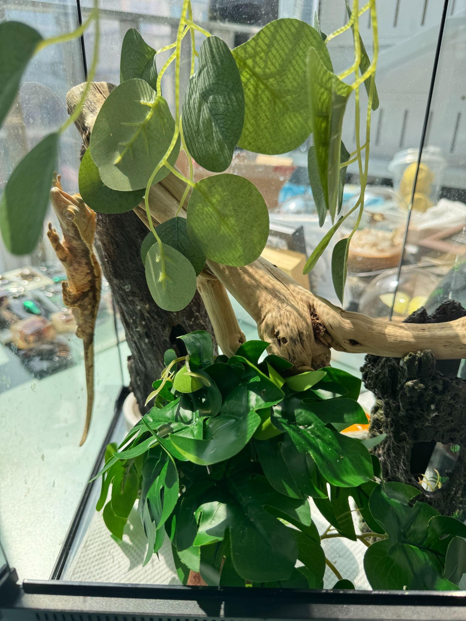 A reptile habitat with plants