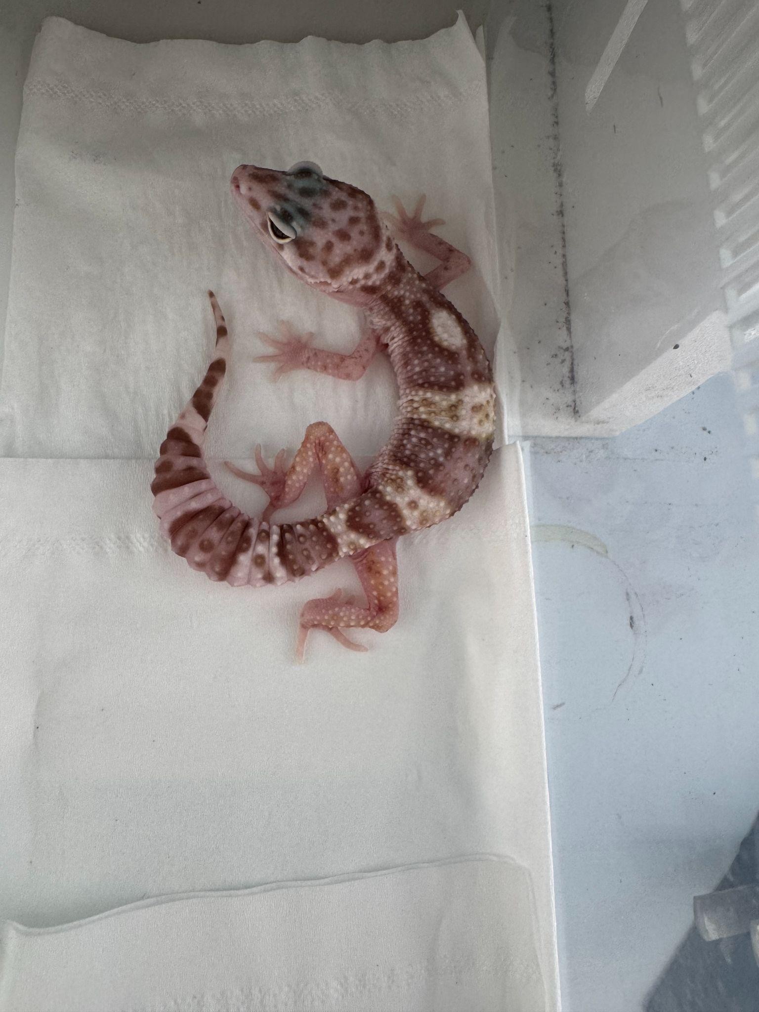 A small gecko