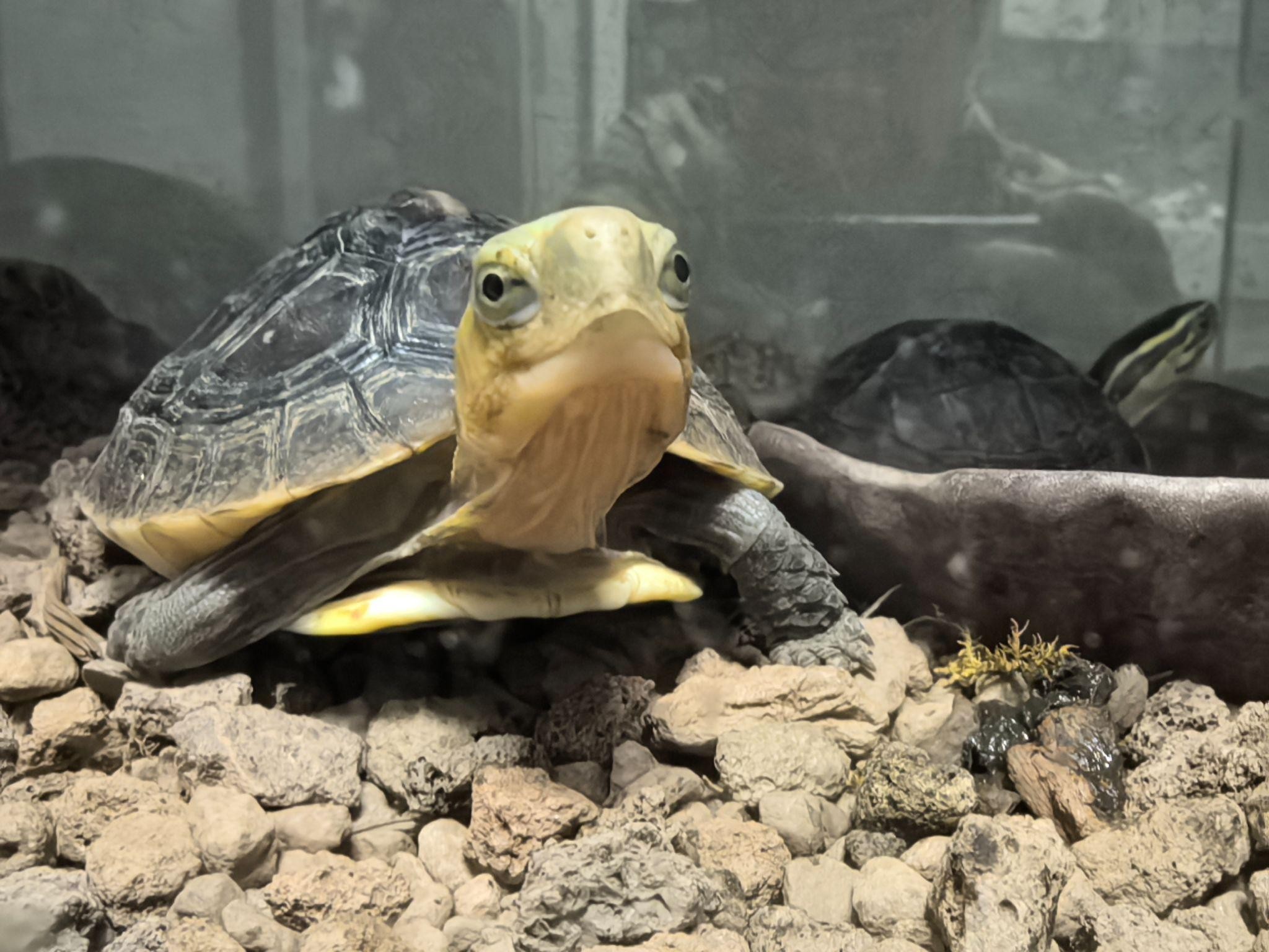 A turtle in its habitat