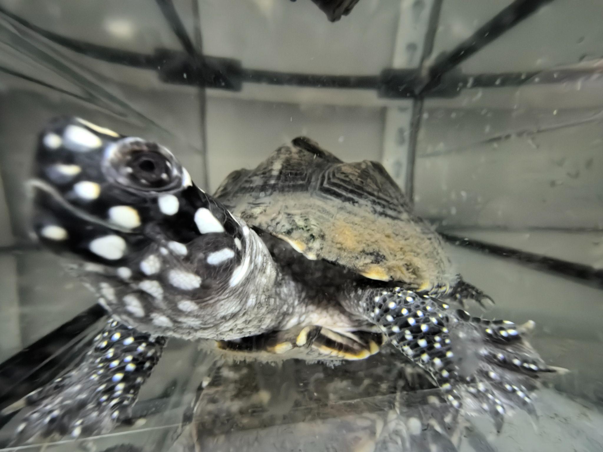 Two turtles in an aquatic habitat